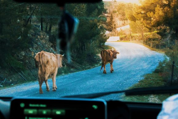 Pro priekinį automobilio stiklą matomi gyvenvietės keliu einantys galvijai. Asociatyvi Pexels nuotrauka